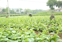 Hiệu quả từ tổ chức tăng gia sản xuất khoa học