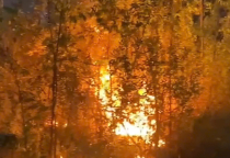 Cán bộ, học viên Trường Sĩ quan Tăng thiết giáp  tham gia chữa cháy rừng tại Vĩnh Phúc